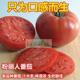 粉丽人番茄种子 寿光蔬菜 非转基因汁极多 老西红柿种子四季粉果