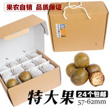 广西桂林罗汉果传统特级罗汉果茶特大果57-62mm果农自销 24个包邮