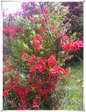 天然野生满山红杜鹃花苗国旗红映山红下山桩盆景盆栽庭院植物树桩