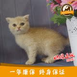 【现货】MeowHome英国短毛猫黄渐层苏格兰折耳纯种宠物活体弟弟