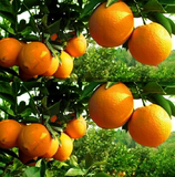 脐橙新鲜水果橙子脐橙农家现摘冰糖橙甜橙子