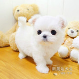 马尔济斯幼犬 纯种马尔济斯犬出售 北京宠物狗活体狗狗保纯种健康