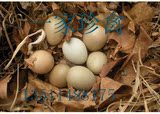 七彩山鸡种蛋 七彩山鸡受精蛋   野鸡种蛋孵化用蛋  开始供应