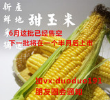 【预定】甜玉米农家新鲜玉米棒绿色有机玉米水果 5个装包邮