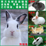 两只包邮 宠物兔子活体宝宝纯种熊猫兔小白兔已防疫健康包活健康