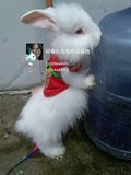 纯种大型安哥拉长毛兔幼兔活体白色猫猫兔安哥拉狮子兔小兔特价