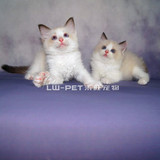 布偶猫幼猫纯种布偶猫宠物猫活体布偶猫双色布偶猫海豹
