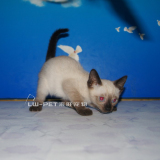 泰国暹罗猫 宠物猫 暹罗幼猫纯种暹罗猫宠物猫活体重点色海豹