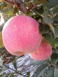吉县壶口红富士苹果--有机水果黄河姓土特产，原产地直销