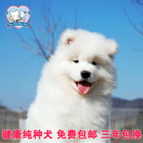 纯种萨摩耶犬幼犬出售西伯利亚雪橇犬狗狗 宠物狗可上门挑选