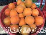 现采2016新鲜水果农产品农家水果大黄杏子 应季孕妇最爱水果黄杏