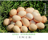 山东纯正农家自养新鲜草鸡蛋土鸡蛋孕妇鸡蛋受精蛋种蛋可孵化