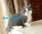 【琥珀】赛级英国短毛猫英短蓝猫蓝白双色DD公活体宠物有视频