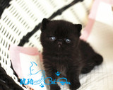 【琥珀】cfa赛级加菲猫异国短毛猫纯黑DD公带繁育权宠物活体视频