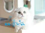 【琥珀】银色高地折耳猫苏格兰折耳金吉拉猫DD公活体宠物有视频