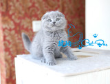 【琥珀】苏格兰折耳猫英短蓝猫折耳英国短毛猫DD公活体宠物有视频