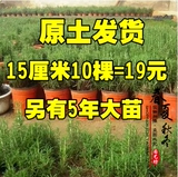 室内盆栽驱蚊香草植物迷迭香苗子食用迷迭香盆栽净化空气提神醒脑