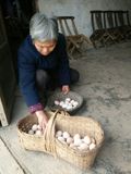 湖南正宗农村自家散养新鲜土鸡蛋50枚 珍珠棉包装