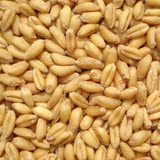 16年新小麦粒/小麦种子/农家小麦/芽苗菜种子/五谷杂粮全小麦粒