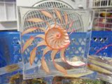 玫瑰鹦鹉螺封装水晶摆件 天然贝壳海螺收藏装饰结婚生日礼物纪念