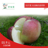 2015现摘礼县阿克苏苹果 新鲜水果苹果10斤24颗装