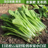 密云新鲜小白菜 鲜嫩青菜 农家肥无农药有机时令蔬菜北京当日到达