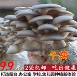食用菌棒菌种菌包平菇食用蘑菇农产品蘑菇菌种子多肉植物阳台包邮