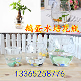 水培鹅蛋玻璃花瓶.绿萝.铜钱草.小榕树.发财树.水养花卉绿植容器