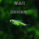 绿晶灯鱼 绿宝石鱼 热带鱼 观赏鱼活体 草缸鱼灯科鱼 小型宠物鱼