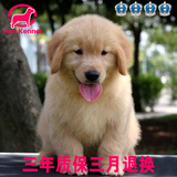 金毛犬幼犬出售 纯种宠物狗 品质好健康可爱北京可上门挑选狗狗