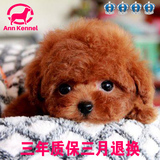 韩国血统出售茶杯犬纯种泰迪幼犬狗狗，迷你小体玩具红贵宾犬包邮