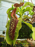 食虫植物-Nepenthes "Gentle"【暗色猪笼草 X 大猪笼草】