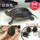 大小中华花龟活体龟宠物龟珍珠龟半陆草花龟10厘米左右一只包邮