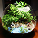 苔藓微景观生态瓶创意迷你植物DIY办公室桌面大玻璃盆栽 生日礼物