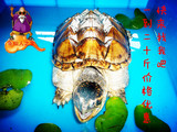 小鳄龟活体乌龟大鳄龟宠物龟大乌龟水龟北美小鳄龟重7-20斤批发价