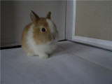 侏儒兔活体世界上最小型Q版宠物兔道奇迷你兔微信视频15052075675