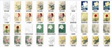 国画牡丹高清白描底稿20套含步骤图 工笔画 花鸟画临摹素材电子版