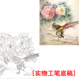 YJ16高清工笔国画花鸟牡丹锦鸡工笔白描底稿线描稿练习实物打印稿