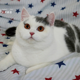 【CARAT CAT】CFA英国短毛猫蓝白高白mm英短猫种母展示
