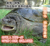 小鳄龟大鳄龟 乌龟活体 北美鳄鱼龟 可食用龟特价22元一斤6斤以上