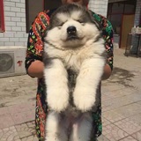 纯种阿拉斯加犬幼犬 阿拉斯加雪橇犬宝宝 大体灰桃