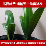 【天天特价】君子兰6-8片精品大苗花卉盆栽 兰花苗室内植物盆栽