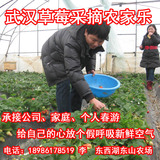 武汉新鲜草莓采摘农家乐 777986奶油草莓 武汉一日游春游采摘