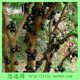 水果树苗 盆栽 台湾树葡萄 树葡萄苗 嘉宝果  嘉宝果苗 名贵果苗