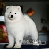 微笑天使萨摩耶犬幼犬出售纯种家养萨摩犬赛级犬萨摩品质保证