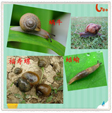 蜗牛蛞蝓福寿螺鼻涕虫专用杀虫剂 颗粒 撒施 特效药 农药