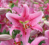 进口香水百合花种球 百合花盆栽花卉 当年开花 每年3次花 带芽发