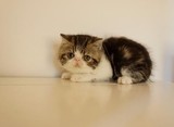 名猫家养梵文三花 加菲猫/异国短毛猫 幼猫 找新家