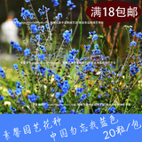 观赏花卉种籽 中国勿忘我种子蓝色  阳台盆栽倒提壶种子