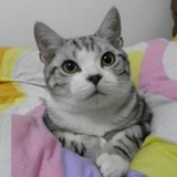 CFA猫舍出售 美国短毛猫 银虎斑加白 美短加白 天天可爱